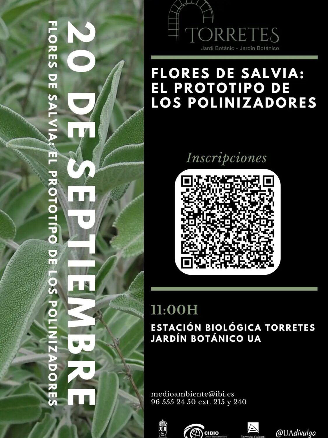 FLORES DE SEPTIEMBRE
